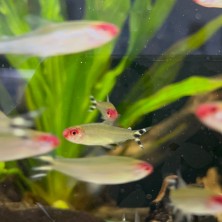 Pez Tetra Borrachito o Rhodostomus - agua templada