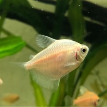 Pez Tetra Monjita Blanca - agua templada