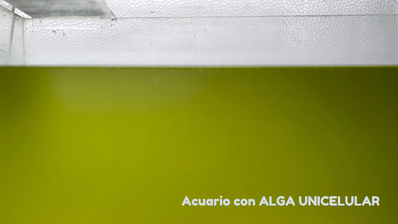 Acuario con agua verde